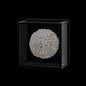 LINA ESTERNO SHORT OD WALL SCONCE
